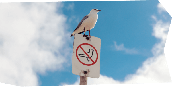 Image of a seagull sitting on a no birds allowed sign