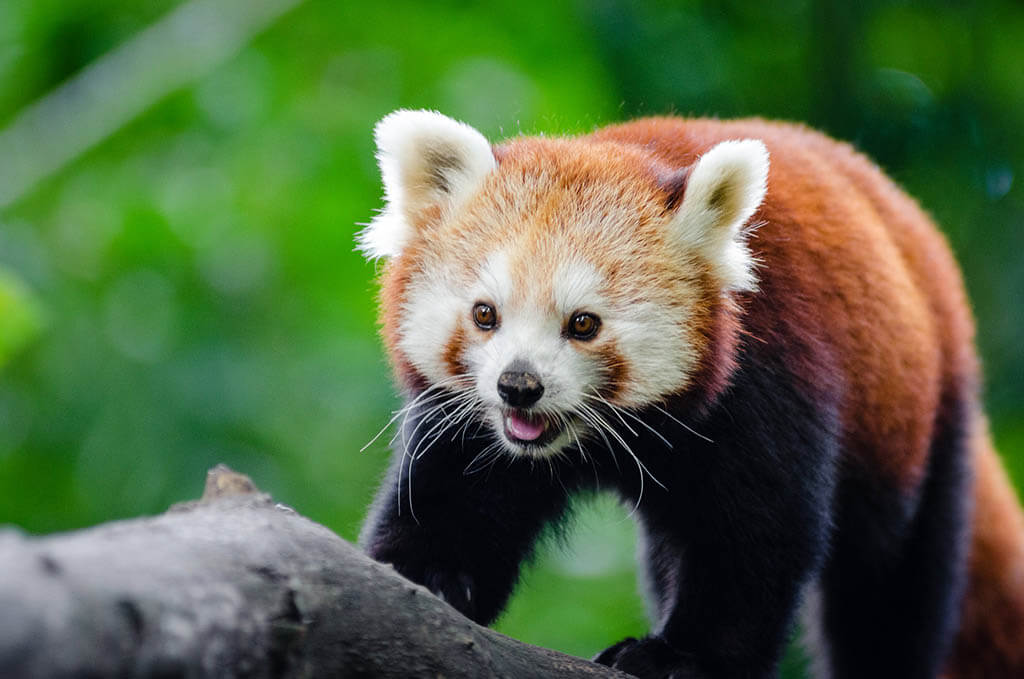 Happy looking red panda walking up a tree branch.